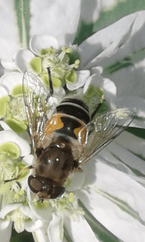 Syrphidae : Eristalis sp.?